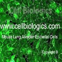 C57BL/6 Mouse Epithelial Cells (26)